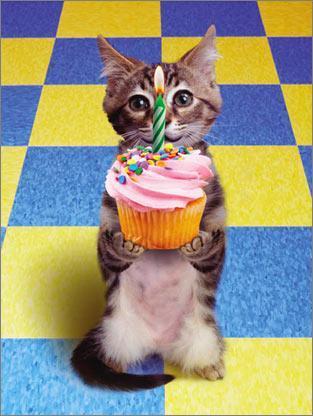 [Image: birthday-cat.jpg]